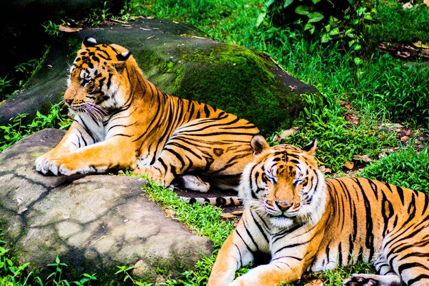 Photo tiger in a zoo