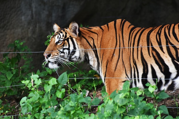 動物園のトラ