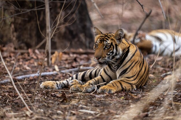 Photo tiger in zoo