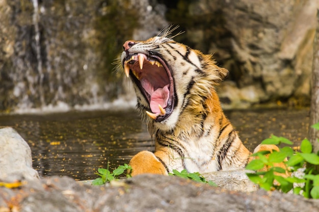 Photo tiger in a zoo