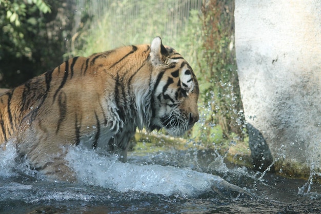 Photo tiger in a zoo