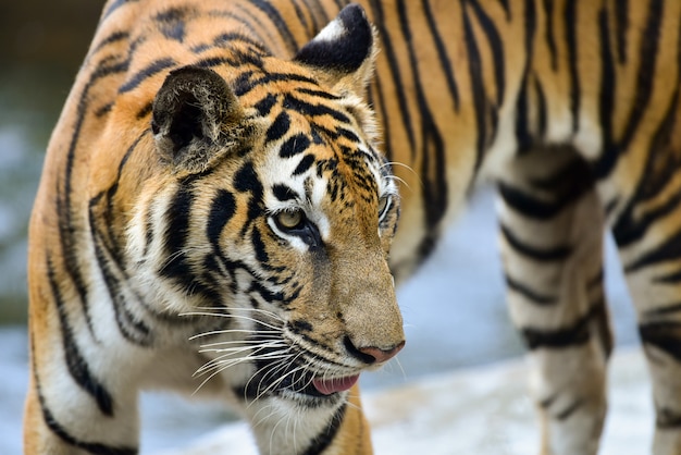 動物園の虎