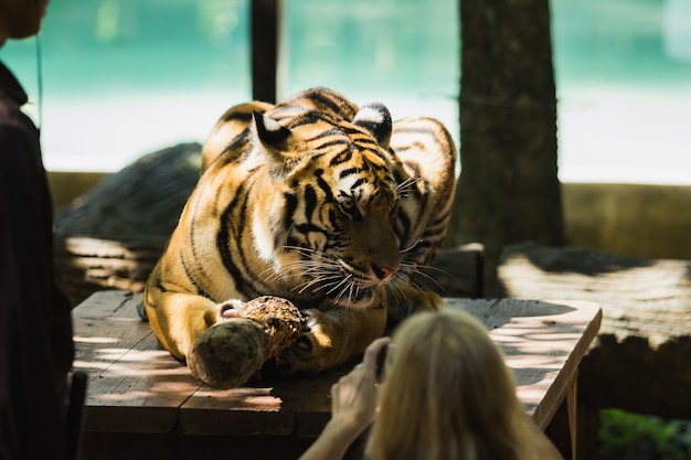 tiger in the zoo