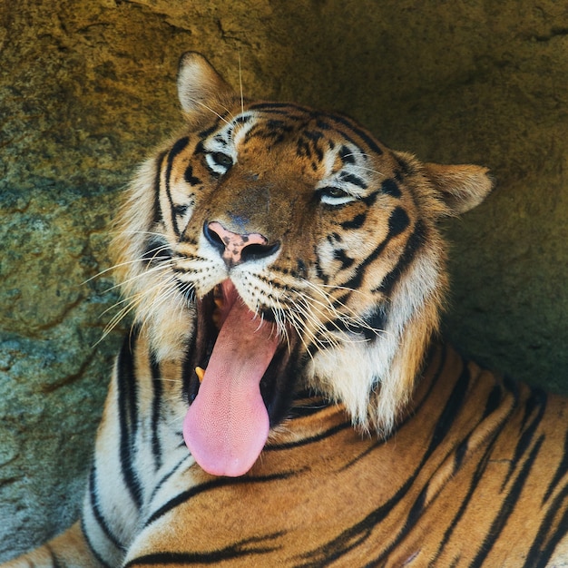 Photo tiger