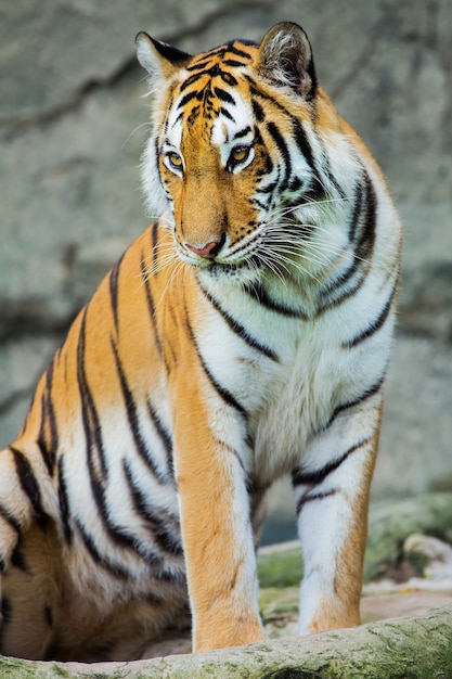 tiger