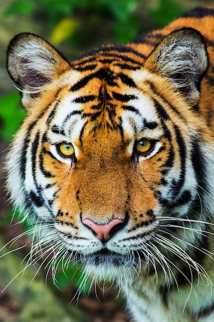 tiger