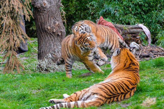 Tigers play and fight fight of kings tigers fighting and\
displaying aggression