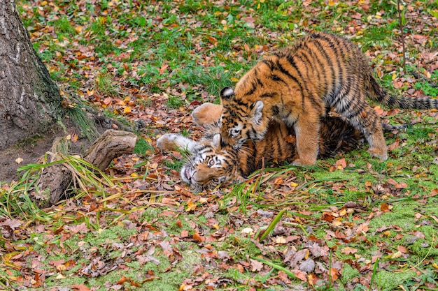 Tigers play and fight fight of kings tigers fighting and
displaying aggression