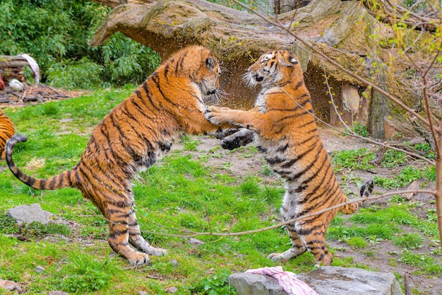 Tigers play and fight fight of kings tigers fighting and\
displaying aggression