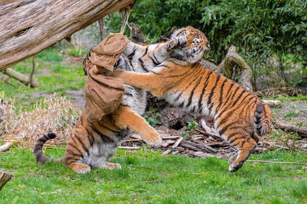 Tigers play and fight fight of kings tigers fighting and\
displaying aggression