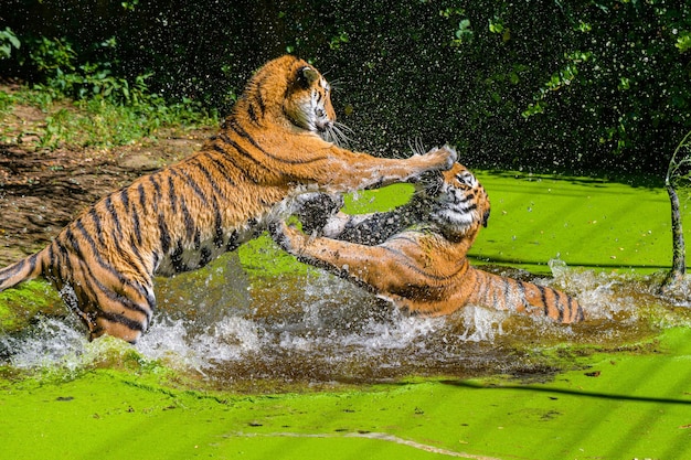 Tigers play fighting in water.Two 野生の成人男性のベンガルトラが自然の水源で楽しんでいる