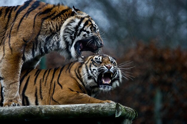 Photo tigers roaring on wood