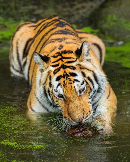 Tigers swim