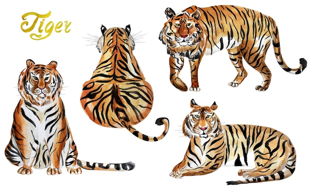 Photo tigers watercolor set of elements