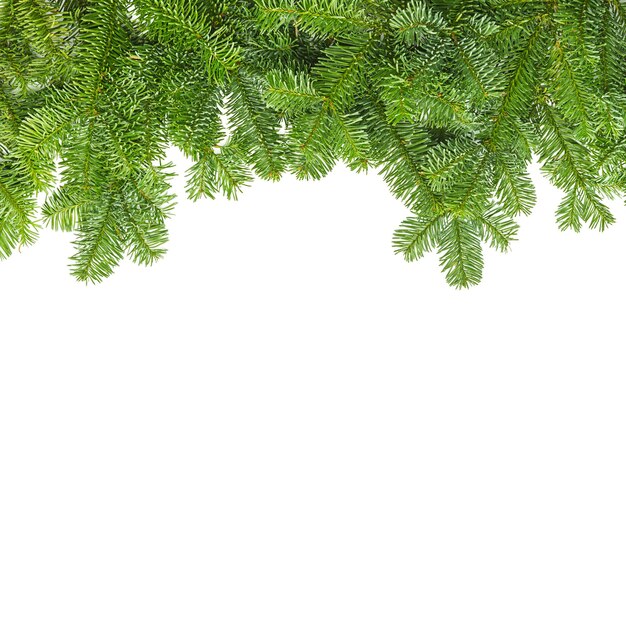 Tight fir branches