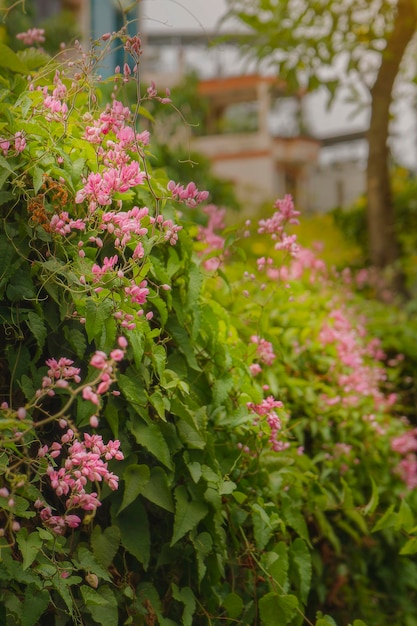 写真 道路沿いのティゴンの花の茂み