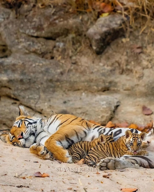 Tigress cuddling with her cubs laying in the rocks