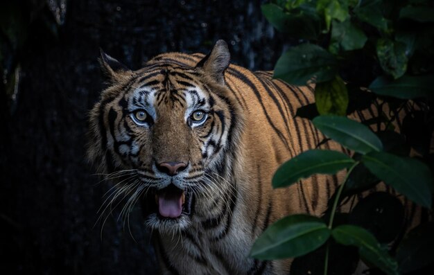 Tijger close-up shot Dierenportret