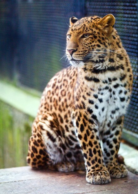 Tijger in de dierentuin zit en staart in de verte