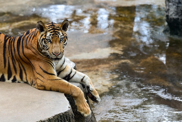 Foto tijger in de dierentuin