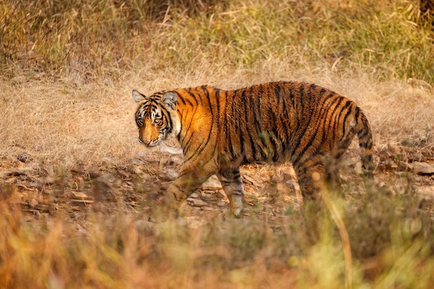 Tijger in de natuur habitat Tijger mannetje lopen hoofd op samenstelling Wildlife scène met gevaar dier Hete zomer in Rajasthan India Droge bomen met prachtige Indiase tijger Panthera Tigris