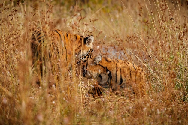 Tijger in de natuur habitat Tijger mannetje lopen hoofd op samenstelling Wildlife scène met gevaar dier Hete zomer in Rajasthan India Droge bomen met prachtige Indiase tijger Panthera Tigris