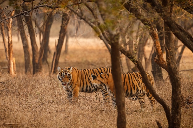 Tijger in de natuur habitat Tijger mannetje lopen hoofd op samenstelling Wildlife scène met gevaar dier Hete zomer in Rajasthan India Droge bomen met prachtige Indiase tijger Panthera Tigris