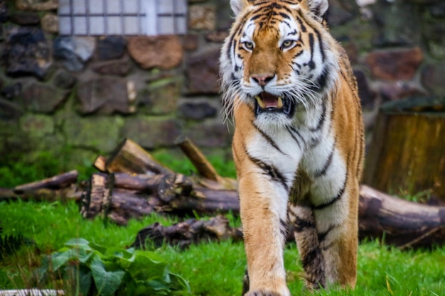 Foto tijger in een dierentuin