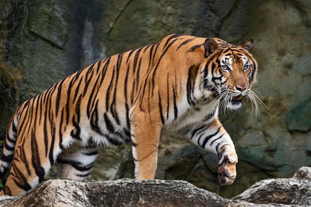 Foto tijger in een dierentuin