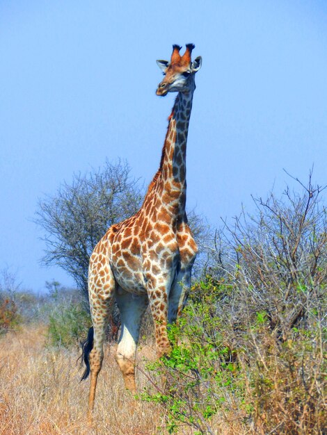 Foto tijger in een veld