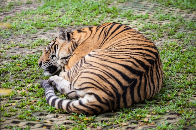 Tijger in Phuket-dierentuin in Thailand