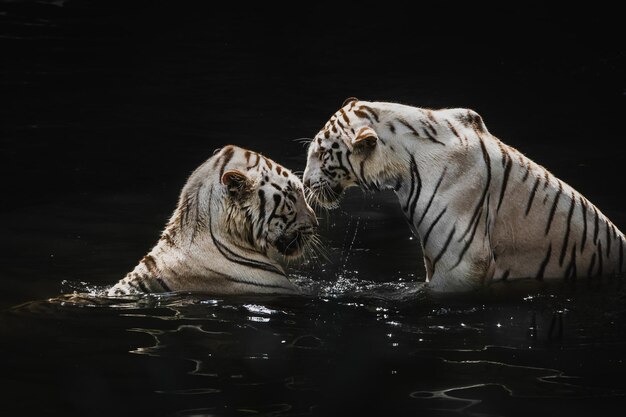 Foto tijger in water