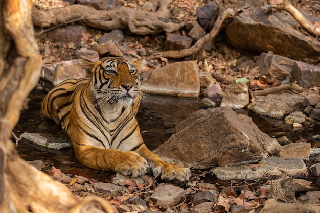 Tijger in zijn natuurlijke habitat