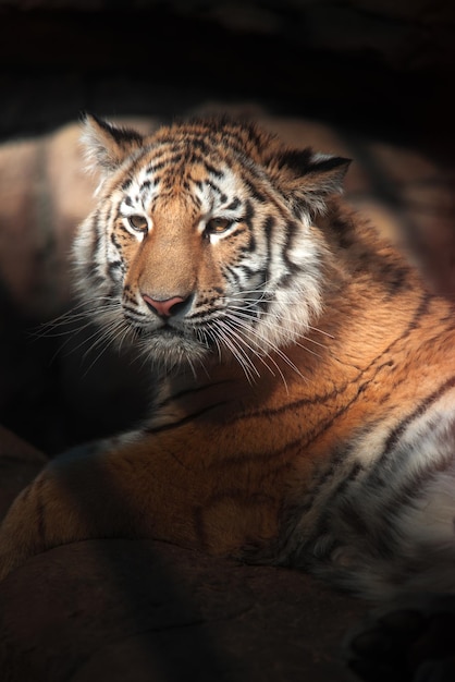 Tijger ligt in de schaduw