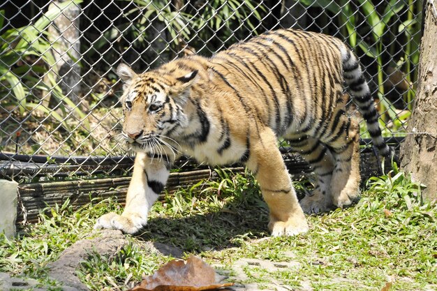 Foto tijger loopt in de dierentuin.