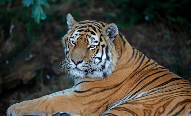 Tijger ontspannen in de schaduw in een wildpark