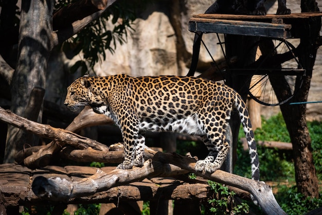 Tijger toont leven in een open dierentuin, wilde dieren of wilde dieren in de natuur in een dierentuinpark