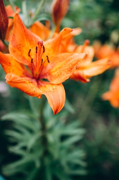 tijgerlelies in de sinaasappeltuin