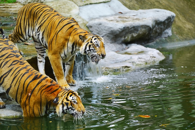 Tijgers gaan slachtoffers op het water jagen