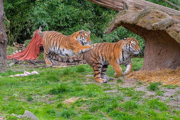 Tijgers spelen en vechten koningsstrijd tijgers vechten en vertonen agressie
