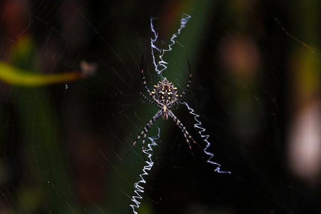 Foto tijgerspin in zijn spinneweb