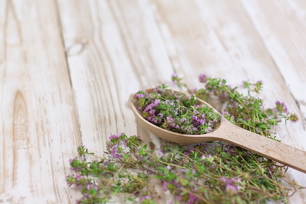 Tijm in een houten lepel op een wit sjofel houten zijaanzicht als achtergrond. specerijen, specerijen, geneeskrachtige kruiden, aromatherapie.