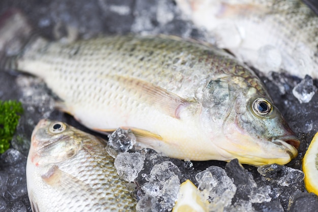 ティラピア魚淡水生ティラピア氷市場の食品、新鮮な魚の農場から