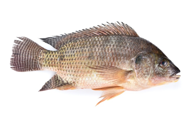 Foto pesce tilapia isolato su sfondo bianco