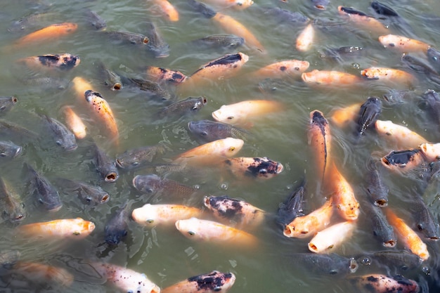 Tilapia fish in the pond