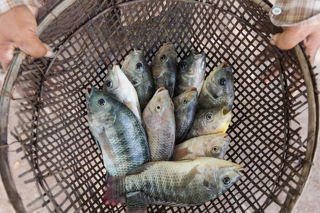 tilapia fishes in hand of farmer for send to fresh market