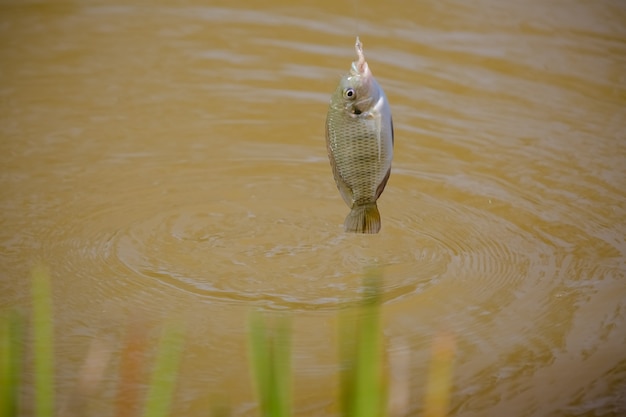 Tilapia is the common name given to several species of freshwater cichlid fish