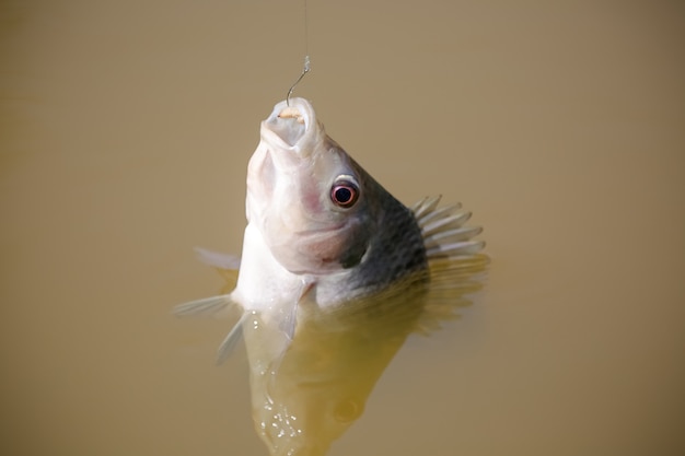 Foto tilapia è il nome comune dato a diverse specie di pesci ciclidi d'acqua dolce