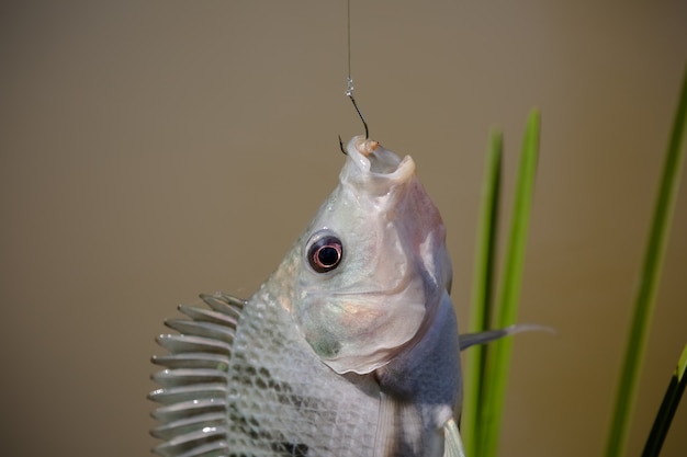 Tilapia is the common name given to several species of freshwater cichlid fish