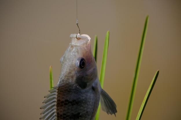 Premium Photo  Tilapia is the common name given to several species of  freshwater cichlid fish
